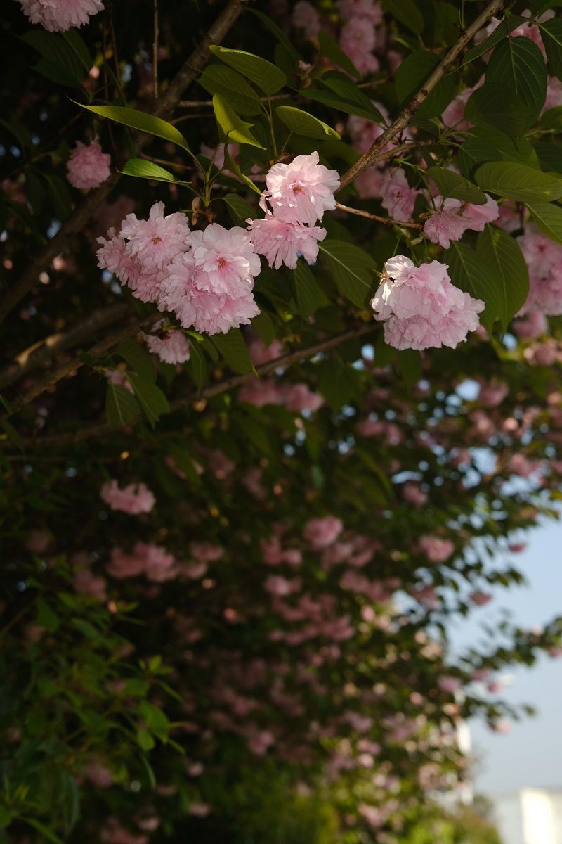 學(xué)校的櫻花開了，你，不來看看嗎？